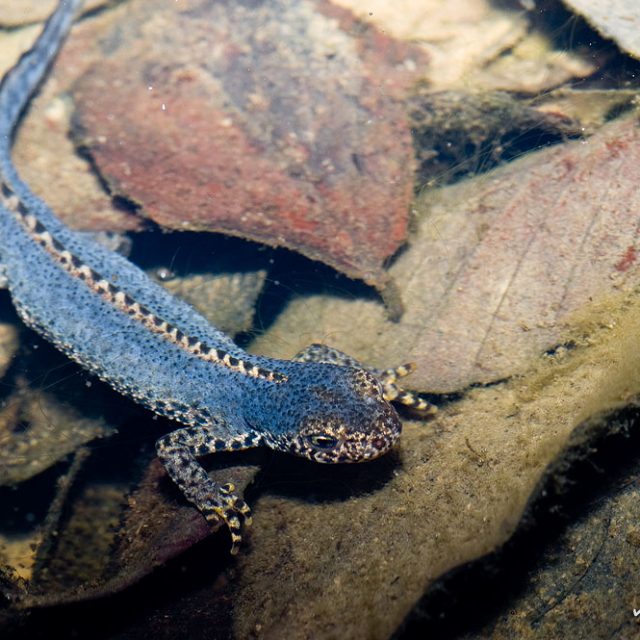 Bergmolch, Triturus alpestris, Echte Salamander (Salamandrinae), Männchen mit Balzfärbung, Göttinger Wald