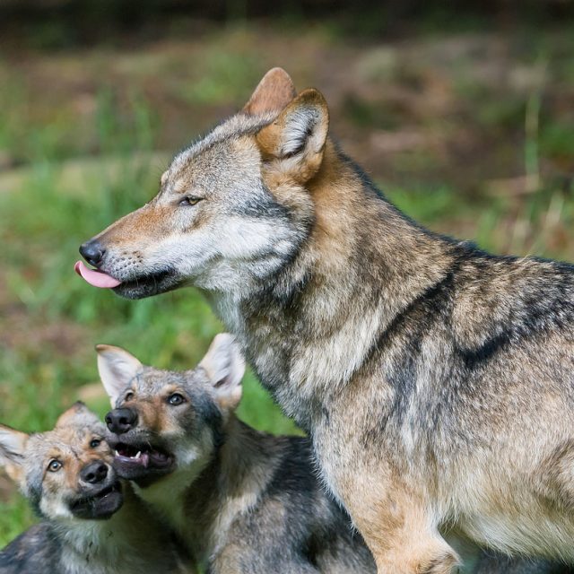 Wolf, Canis lupus, Hunde (Canidae), Alttier spielt mit Welpen, Gehege, Tierpark Neuhaus, captive, Neuhaus, Deutschland