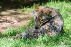 Wolf, Canis lupus, Tiere am Ende der Rangordnung tragen im Gehege offene Bisswunden davon, Tierpark Neuhaus