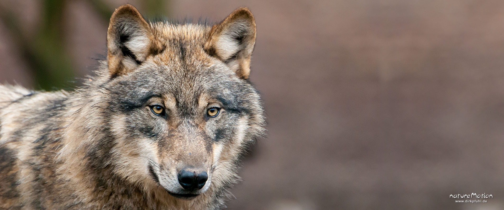 Wolf, Canis lupus, Hunde (Canidae), Tierpark Neuhaus, captive, Neuhaus, Deutschland