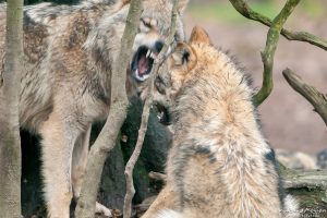 Wolf, Canis lupus, Aggression dominiert das Verhalten im Gehege, Tierpark Neuhaus