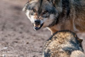 Wolf, Canis lupus, Aggression dominiert das Verhalten im Gehege, Tierpark Neuhaus