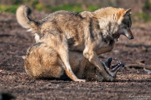Wolf, Canis lupus, Kampf um die Rangordnung Tierpark Neuhaus