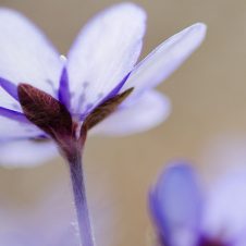 Leberblümchen, Hepatica nobilis, Blüten