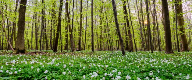 Buschwindröschen blühen im Frühlingswald, Göttinger Wald