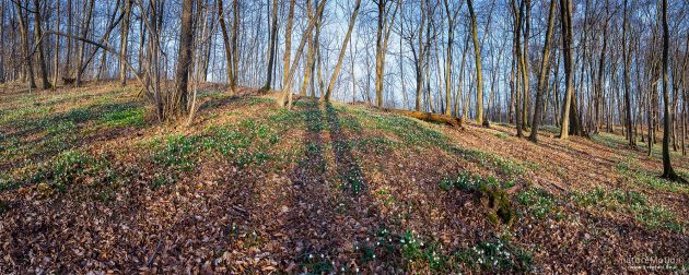Waldboden mit dichten beständen von Märzenbecher, Leucojum vernum, Amaryllidaceae, Westerberg, Göttingen, Deutschland