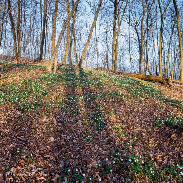 Waldboden mit dichten beständen von Märzenbecher, Leucojum vernum, Amaryllidaceae, Westerberg, Göttingen, Deutschland