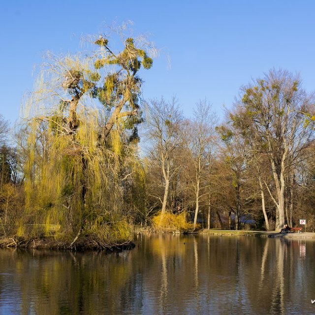 Graureiher, Ardea cinerea, Ardeidae, Brutbaum von 6 bis 10 Graureiher-Paaren inmitten eines kleinen Teichs im Levinschen Park, Göttingen, Deutschland
