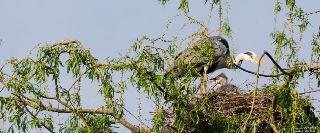 Graureiher, Alttier und Küken im Nest, Levinscher Park, Göttingen