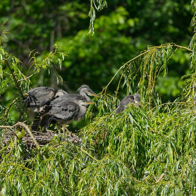 Graureiher, Ardea cinerea, Ardeidae, Jungtiere im Nest, Levinscher Park, Göttingen