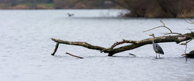Graureiher verbringen die Wintermonate am Göttinger Kiesssee
