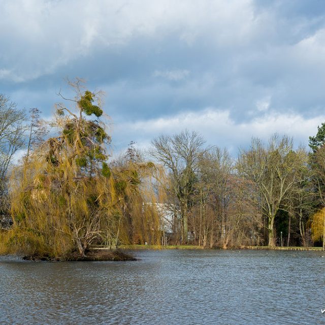 Teich im Levinschen Park. In der Weide auf der Insel befindet sich eine Brutkolonie von Graureihern.