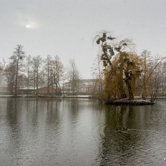 Brutbaum der Graureiher Ende Januar. Levinscher Park, Göttingen.