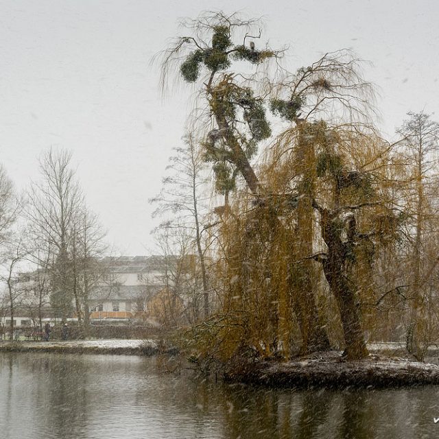 Brutbaum der Graureiher Ende Januar. Levinscher Park, Göttingen.