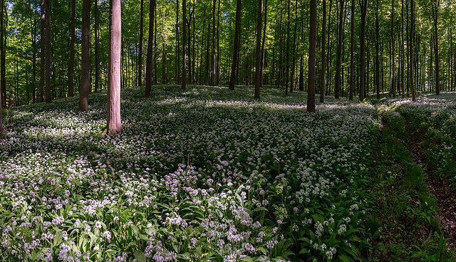 Bärlauch, Allium ursinum, Liliaceae, dichter Bestand blühender Pflanzen im Buchenwald, Göttingen, Deutschland