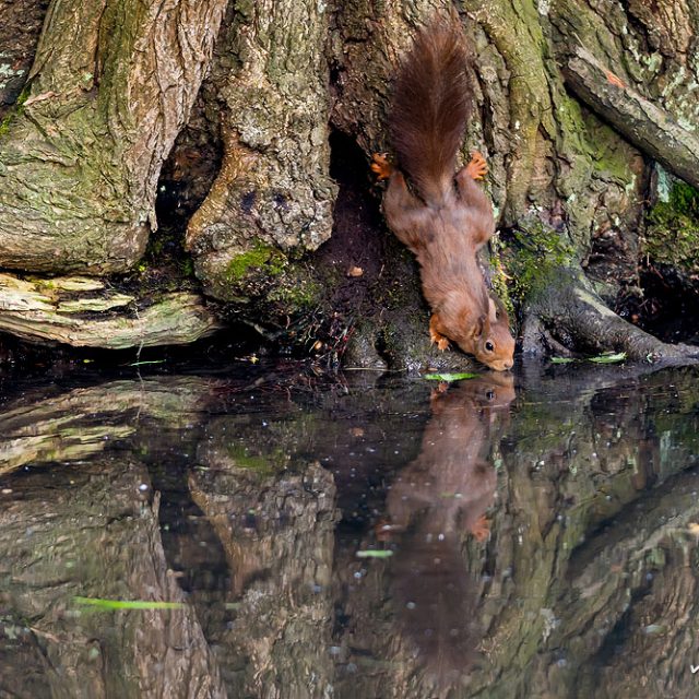 Eichhörnchen, Sciurus vulgaris, Hörnchen (Sciuridae), Tier trinkt am Teichufer, Levinscher Park, Göttingen, Deutschland