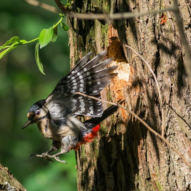Buntspecht, Dendrocopos major, Spechte (Picidae) Alttierschaut fliegt aus Bruthöhle, Levinscher Park, Göttingen, Deutschland