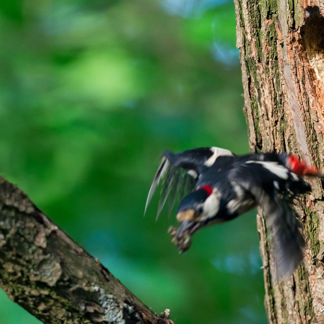 Buntspecht, Dendrocopos major, Spechte (Picidae), Männchen, fliegt mit Abfall aus Nisthöhle, Levinscher Park, Göttingen, Deutschland