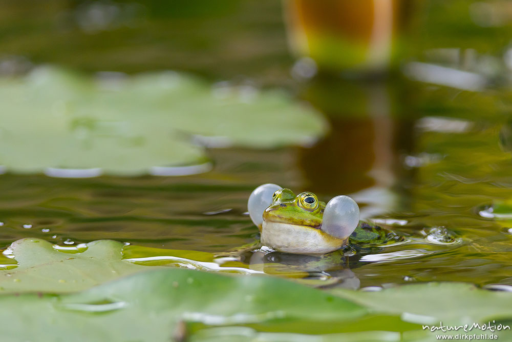 Großer Grüner Frosch Im Gartenteich Mit Schöner Reflexion an Der  Wasseroberfläche Zeigt Froschaugen Im Gartenbiotop in Makroansich Stockfoto  - Bild von auge, umgebung: 220270960