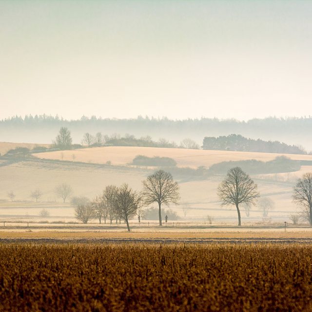 winterliche Ffeldmark mit Baumreihen und Feldern, Dunst, Reinshof, Göttingen, Deutschland