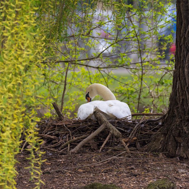 Höckerschwan, Cygnus olor, Entenvögel (Anatidae), brütendes Tier auf Nest, Insel im Levinschen Park