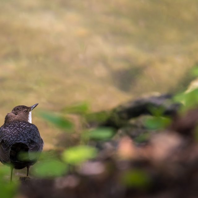 Wasseramsel, Cinclus cinclus, Wasseramseln (Cinclidae), Tier am Ufer der Grone, Levinscher Park, Göttingen, Deutschland