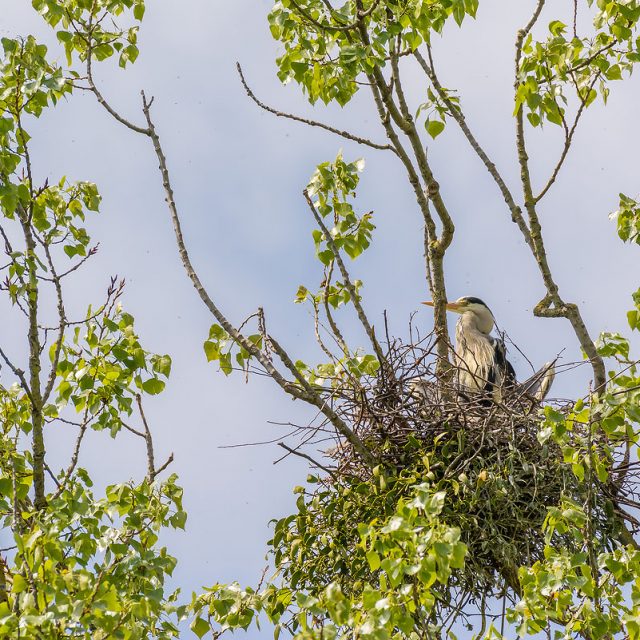 Graureiher, Nest mit Alttier, Kiessee Göttingen