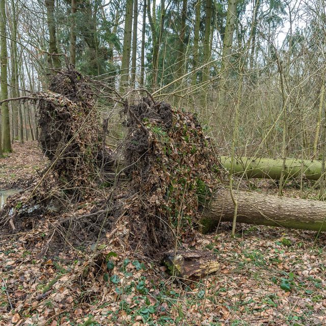 Windwurf, umgestürzte Fichten, Wurzelteller, Sturm Friederike, Göttinger Wald, Göttingen, Deutschland