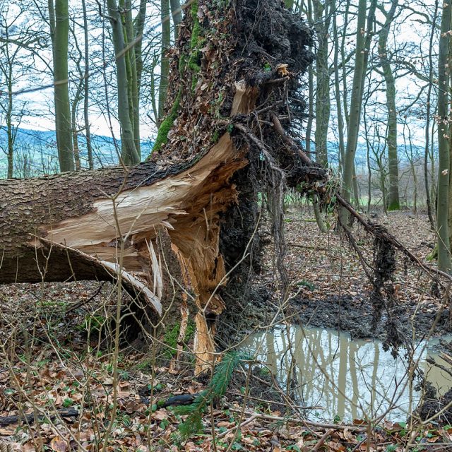 Windwurf, umgestürzte Fichten, Wurzelteller, Sturm Friederike, Göttinger Wald, Göttingen, Deutschland