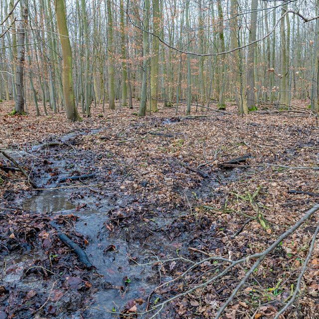 durch den anhaltenden Regen hat sich im Wald ein Bach gebildet, sehr regenreicher Winter, Westerberg, Göttingen, Deutschland