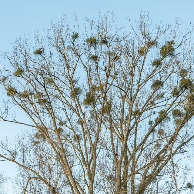 Graureiher, Ardea cinerea, Ardeidae, Brutkolonie mit 9 besetzten Nestern in einer Hybridpappel am Kiessee, Göttingen, Deutschland