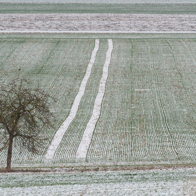 Ackerfurchen und Fahrspur in einem Feld mit Wintergetreide, leicht mit Schnee bedeckt, Leineauen, Göttingen, Deutschland