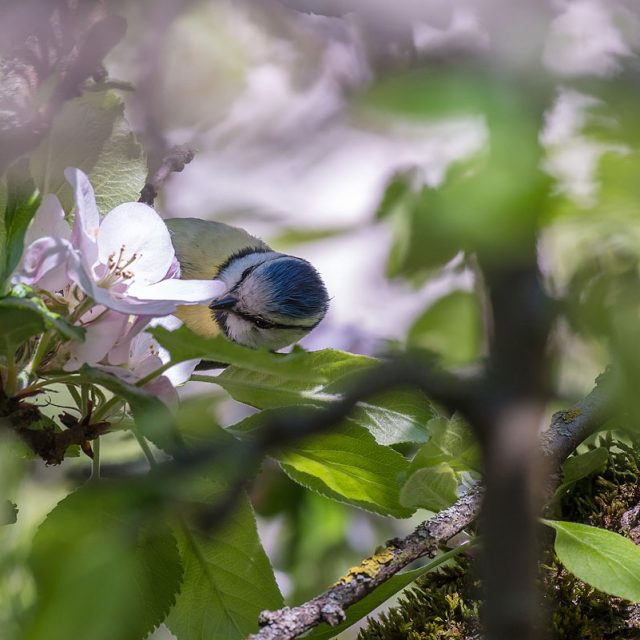 Blaumeise, Cyanistes caeruleus, Syn. Parus caeruleus, Meisen (Paridae),auf Nahrungssuche inden Blüt, Göttingen, Deutschland