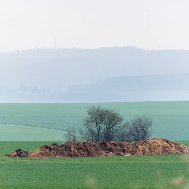 Misthaufen inmitten von Getreidefeldern, zur Düngung bereitgestellt, Diemardener Warte, Göttingen, Deutschland