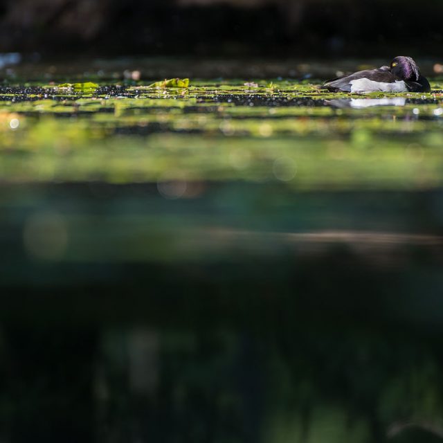Reiherente, Aythya fuligula, Entenvögel (Anatidae), Männchen ruht auf Teich