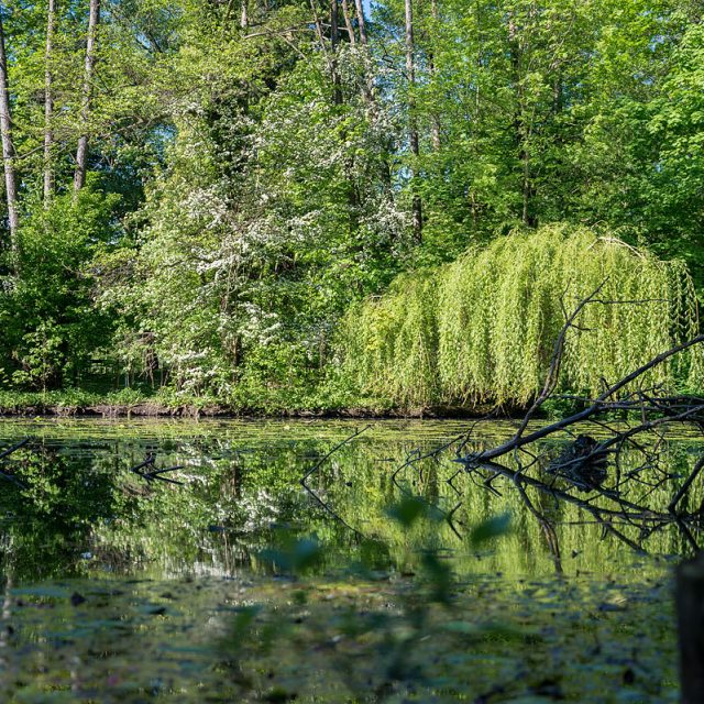 Teich mit dichtem Baumbestand am Ufer, darin Nest von Teichralle/Teichhuhn, kleiner Teich, Levinscher Park