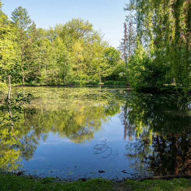 Teich mit dichtem Baumbestand am Ufer, darin Nest von Teichralle/Teichhuhn, kleiner Teich, Levinscher Park