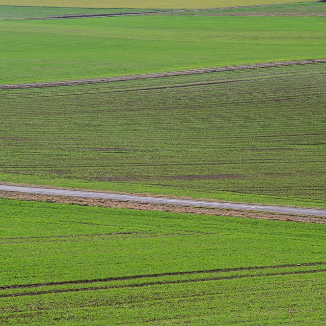 Felder mit keimendem Wintergetreide, Feldweg, ausgeräumte Agrarlandschaft, Roringen bei Göttingen, Deutschland