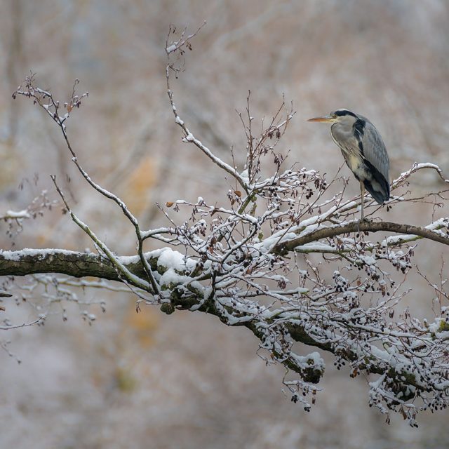 Graureiher, Ardea cinerea, Ardeidae, Tier sitzt auf schneebedecktem Ast, Kiessee, Göttingen, Deutschland
