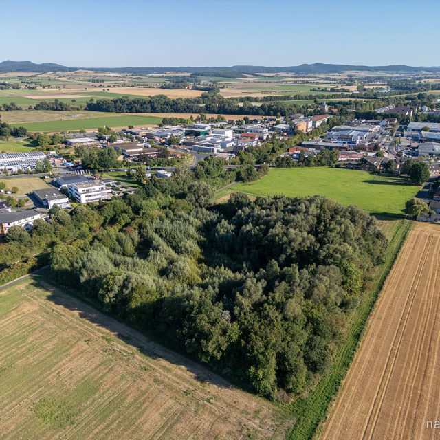 Rosdorfer Tonkuhle 2025, vollständig trocken und bewaldet