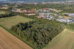 Rosdorfer Tonkuhle 2025, vollständig trocken und bewaldet