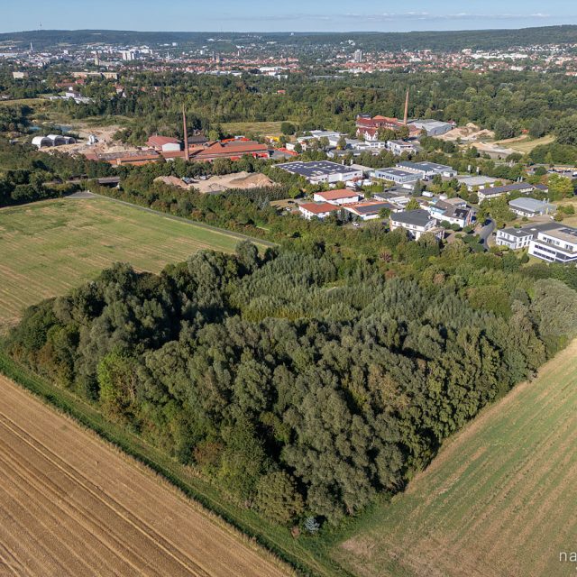 Rosdorfer Tonkuhle 2025, vollständig trocken und bewaldet