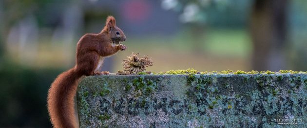 Eichhörnchen, Sciurus vulgaris, Hörnchen (Sciuridae), Tier sammelt Haselnüsse als Wintervorrat, Stadtfriedhof, Göttingen, Deutschland
